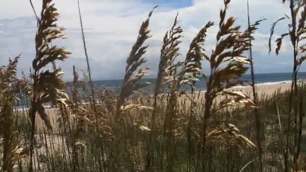 Playa con hierba larga — Vídeo de stock