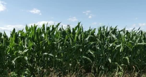 Campo de maíz soplando en el viento — Vídeo de stock