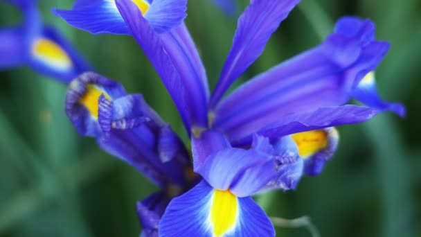 Belles fleurs violettes