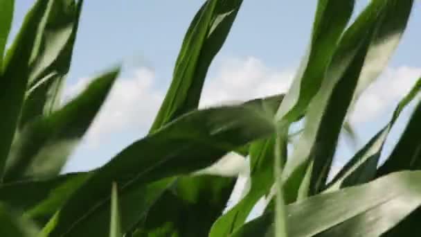 Cornfield soprando no vento — Vídeo de Stock