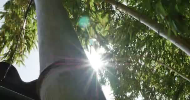 Bambou soufflant dans le vent