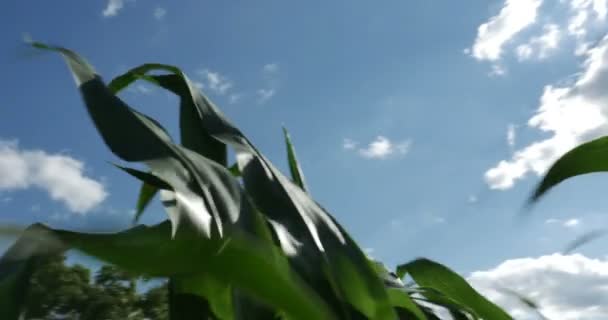 Корнильды на ветру — стоковое видео