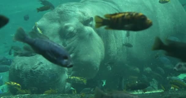 Hippopotamus Under the Water — Stock Video