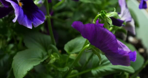 Flores marrones púrpuras — Vídeo de stock