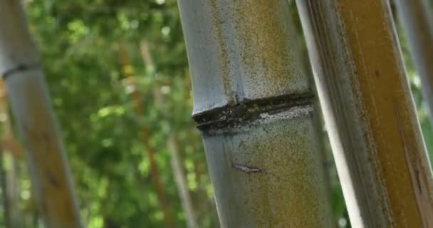 Бамбуковое раздувание на ветру — стоковое видео