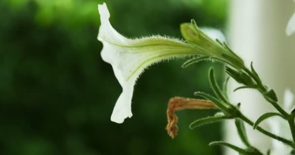 White Flower Pansy — Stock Video