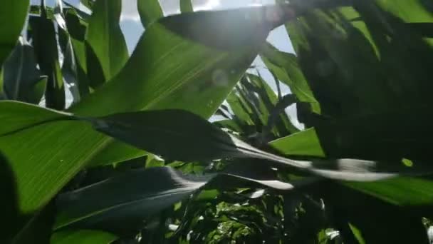 Moving Trough Cornfield — Stock Video