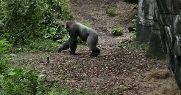 Koca goril yürüyüş — Stok video
