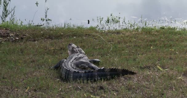 Alligator naast vijver — Stockvideo