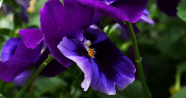 Purple pansy flowers — Stock Video