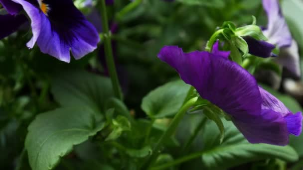 Pansy roxo flores — Vídeo de Stock