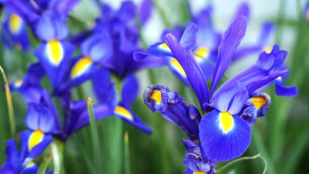 219 018 Flowers Videos Royalty free Stock Flowers Footage Depositphotos 219 018 Flowers Videos Royalty free Stock Flowers Footage Depositphotos