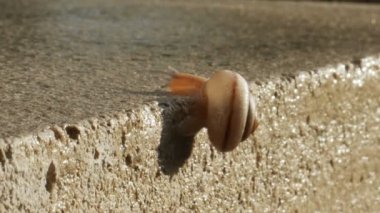 Çıkıntının üzerinde sürünerek salyangoz