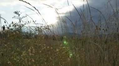 Uzun otların arasında el