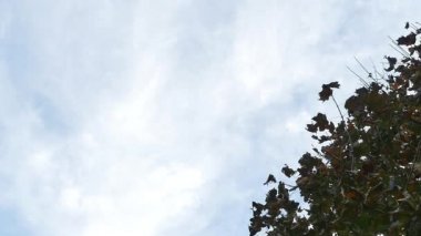 Düşüş sırasında düşen yaprakları