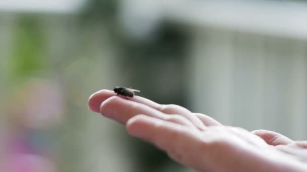 Mouche se déplaçant sur la main — Video