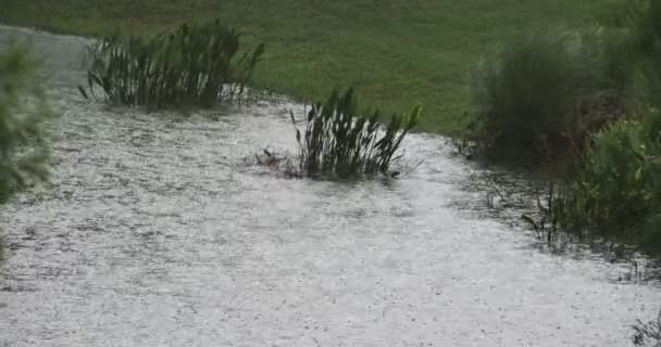 Heavy rain storm — Stock Video