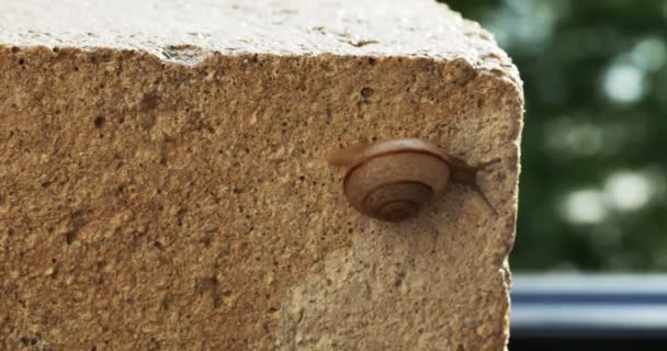 Snail crawling on ledge — Stock Video