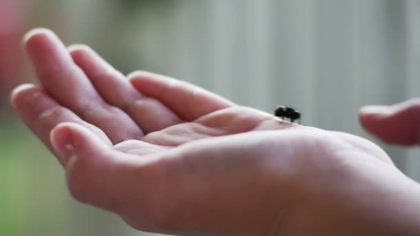 Fliege bewegt sich auf der Hand — Stockvideo
