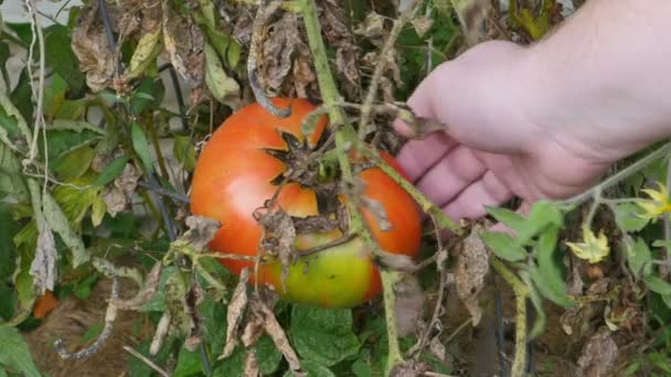 Pomodoro gigante che viene raccolto — Video Stock