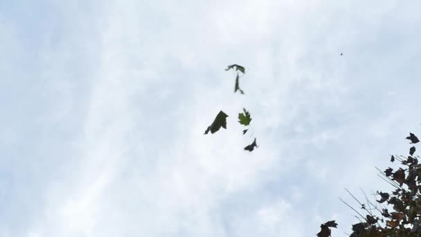 Hojas cayendo durante el otoño — Vídeos de Stock