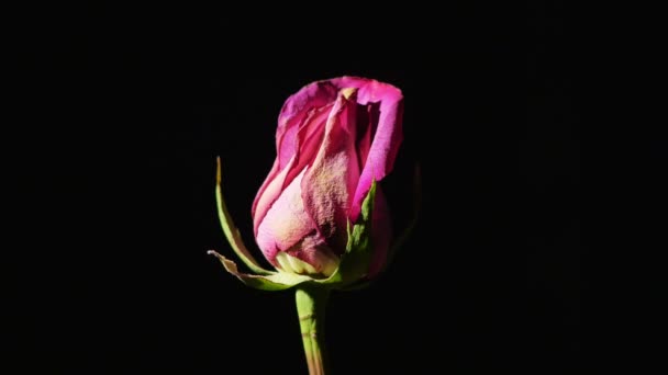 Rosa con fondo negro — Vídeos de Stock