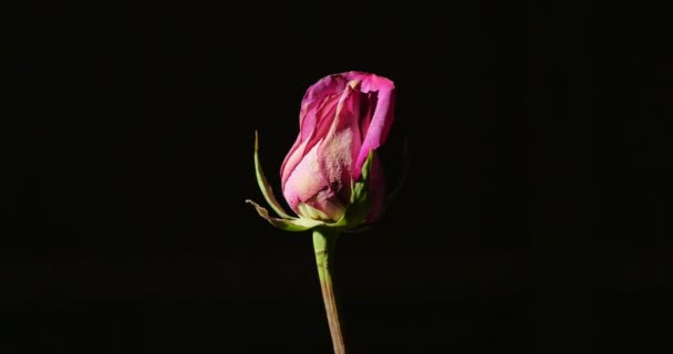 Rose on Black Background — Stock Video