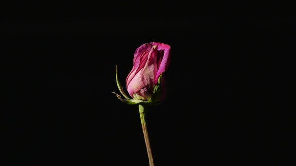 Rose on Black Background — Stock Video