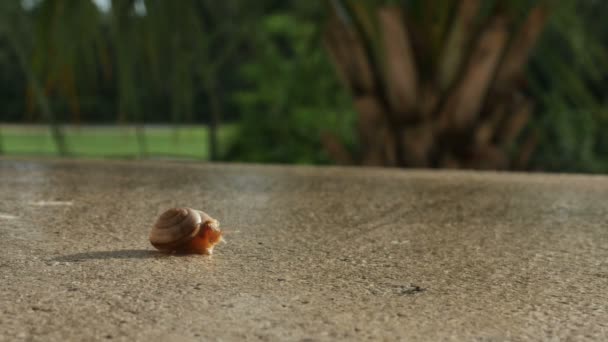 Escargot rampant sur le rebord 