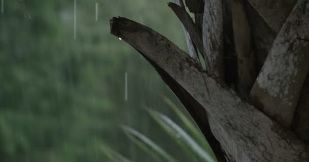 重い雨嵐 — ストック動画