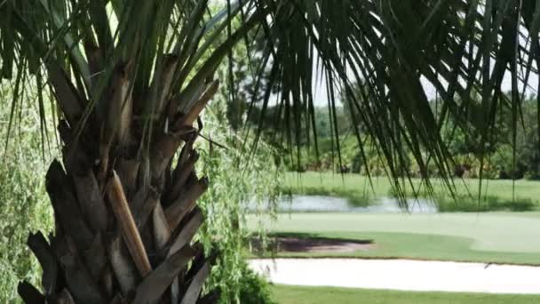 Пальмы с полем для гольфа — стоковое видео