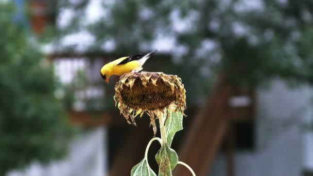 Putter vogel op zonnebloem — Stockvideo