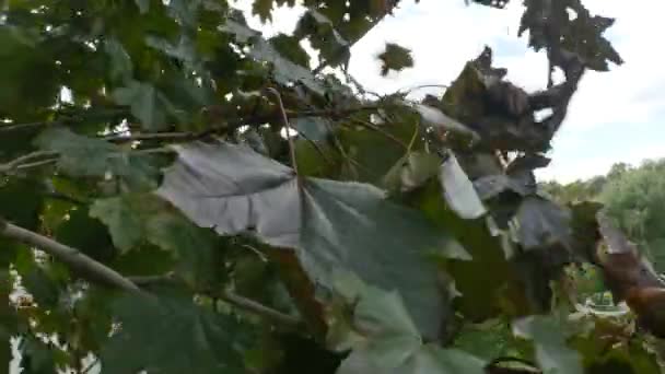 树叶在风中吹 — 图库视频影像