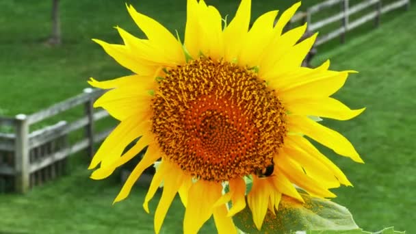 Sunflower with bumble bee — Stock Video