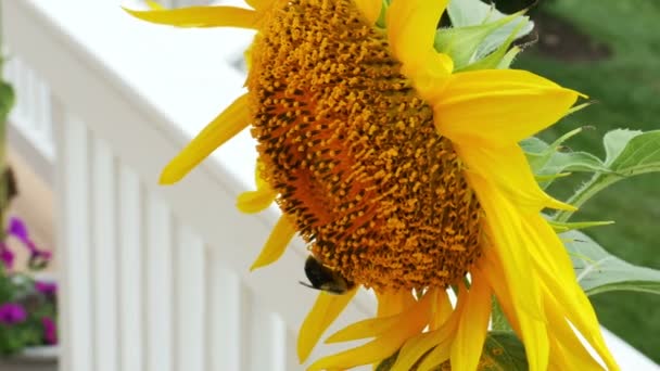 Sunflower with bumble bee — Stock Video