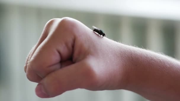 Mouche se déplaçant sur la main — Video