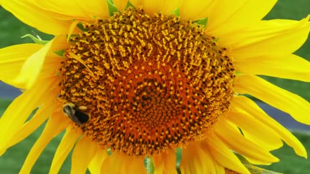 Girassol com abelha bumble — Vídeo de Stock