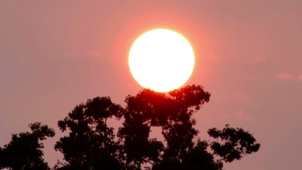 Sole che tramonta dietro gli alberi — Video Stock