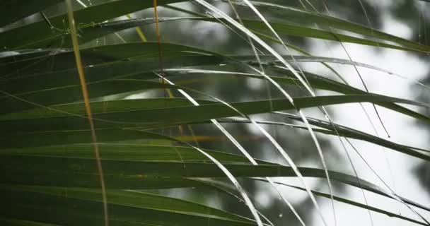 Heavy rain storm — Stock Video