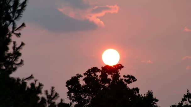 木の後ろに沈む夕日 — ストック動画