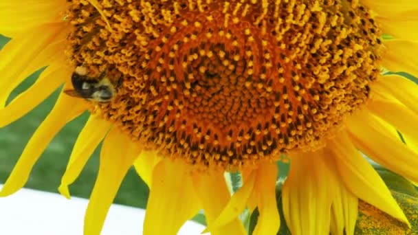 Zonnebloem met bumble bee — Stockvideo
