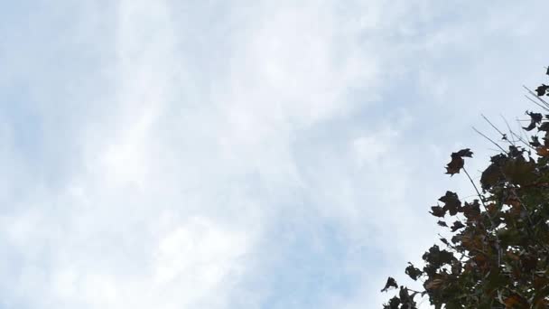 Feuilles tombant à l'automne 