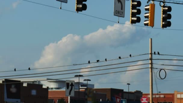 Cuervos sentados en líneas eléctricas — Vídeo de stock
