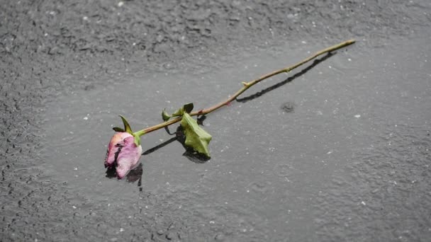 Rosa sobre el asfalto — Vídeos de Stock