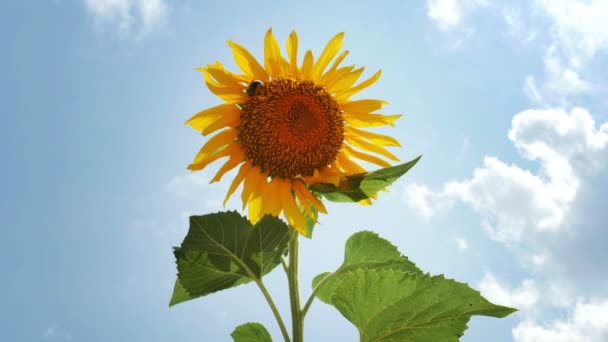 Sunflower with bumble bee — Stock Video