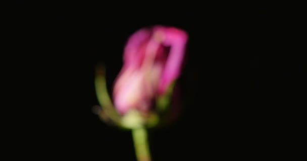 Роза на черном фоне — стоковое видео