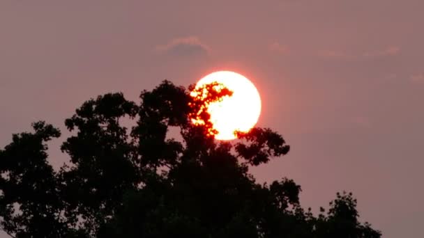 Sole che tramonta dietro gli alberi — Video Stock