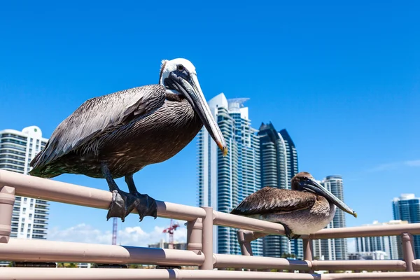Pelícanos de Miami Fotos De Stock