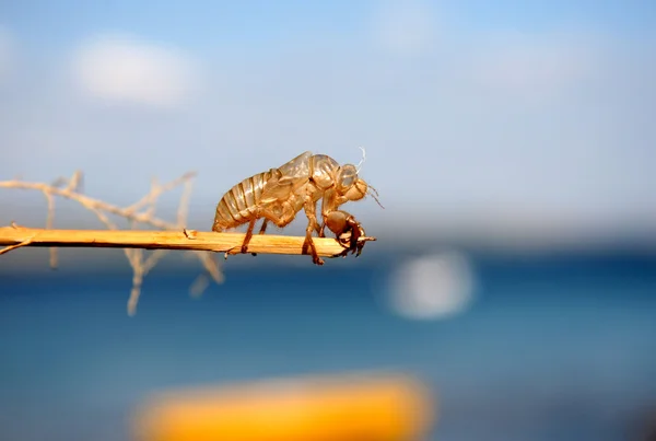 Cicada (shell) Stockfoto