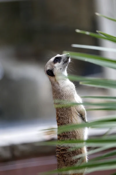 Meerkats — Φωτογραφία Αρχείου